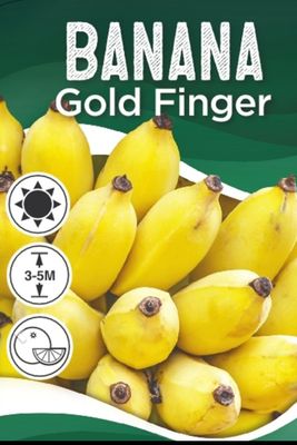 Goldfinger Banana