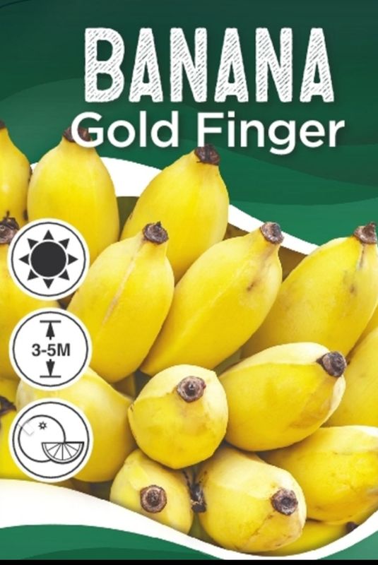 Goldfinger Banana