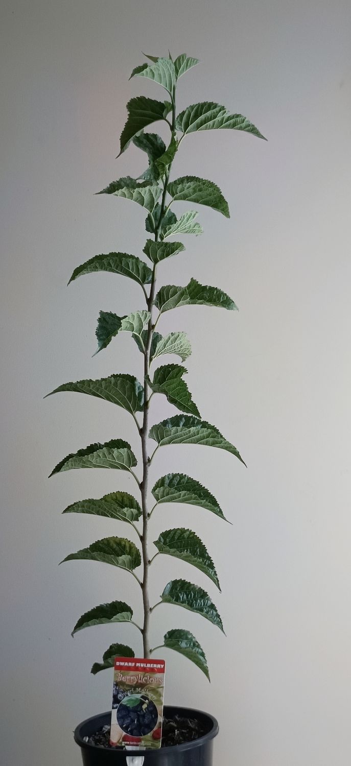 Dwarf Black Mulberry