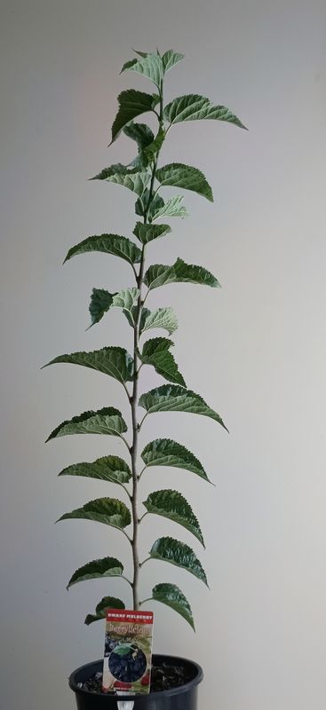 Dwarf Black Mulberry