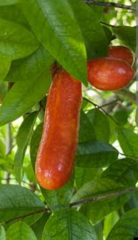 Fingersop