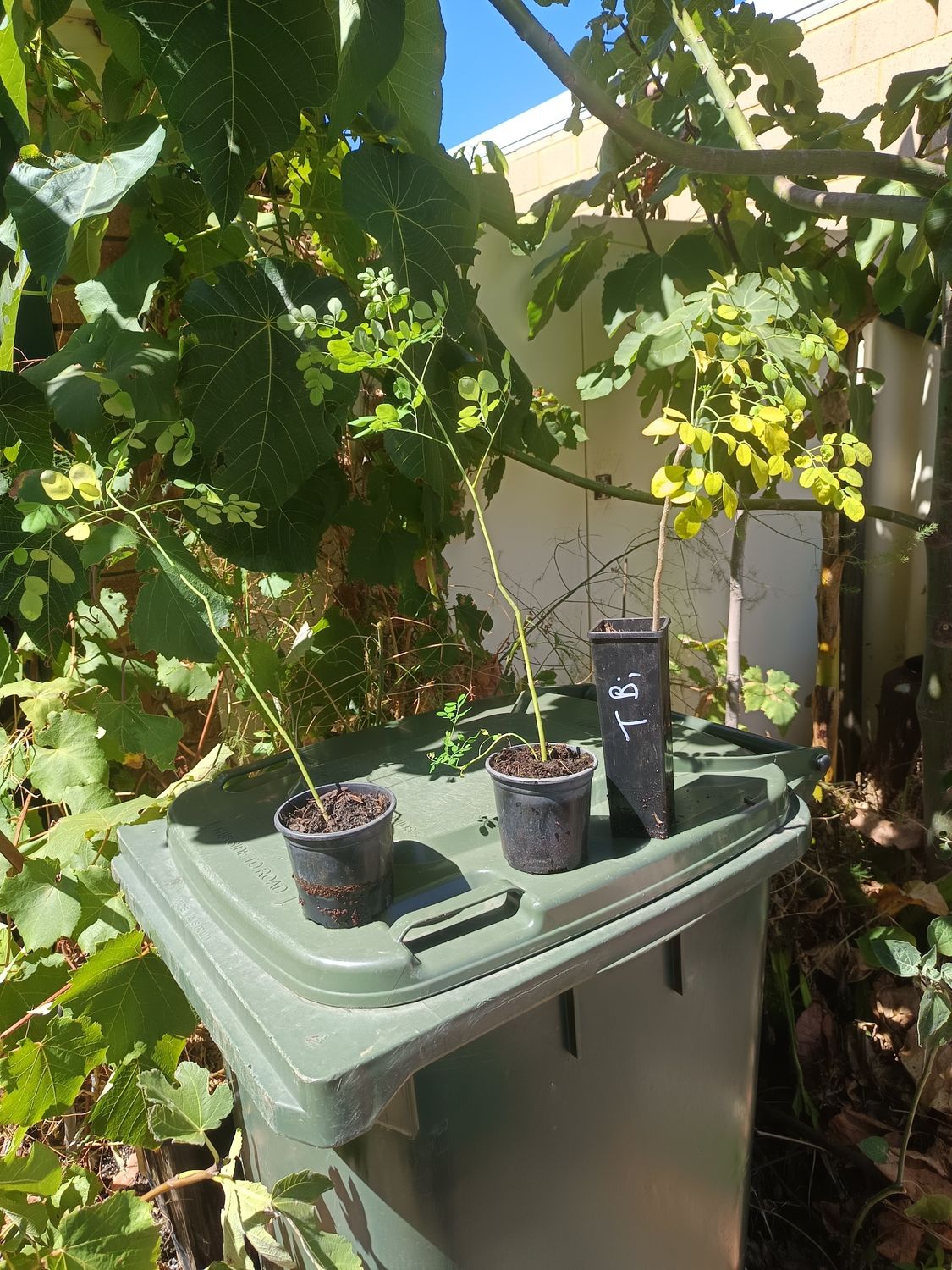 Moringa pack for Veronica