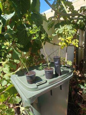 Moringa pack for Veronica