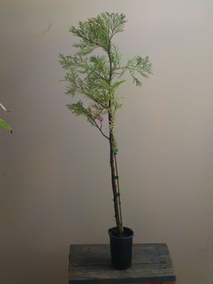 Incense Cedar