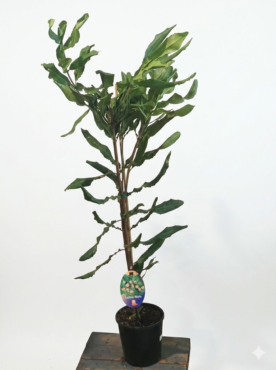 Lotsa Nuts Macadamia