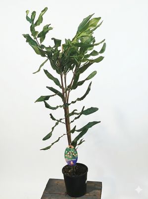 Lotsa Nuts Macadamia