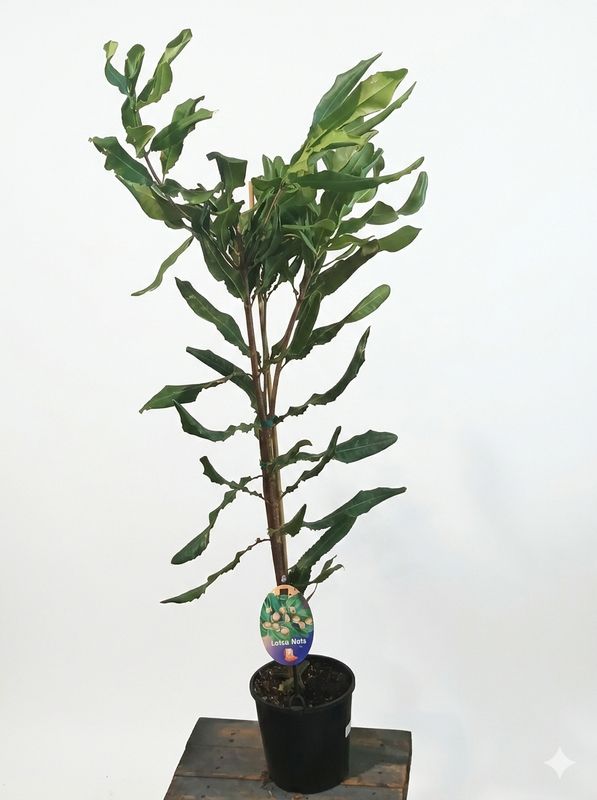 Lotsa Nuts Macadamia