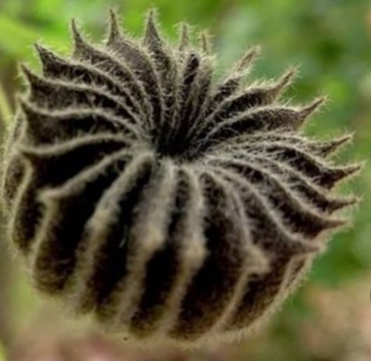 Yellow flowering Indian Mallow seeds