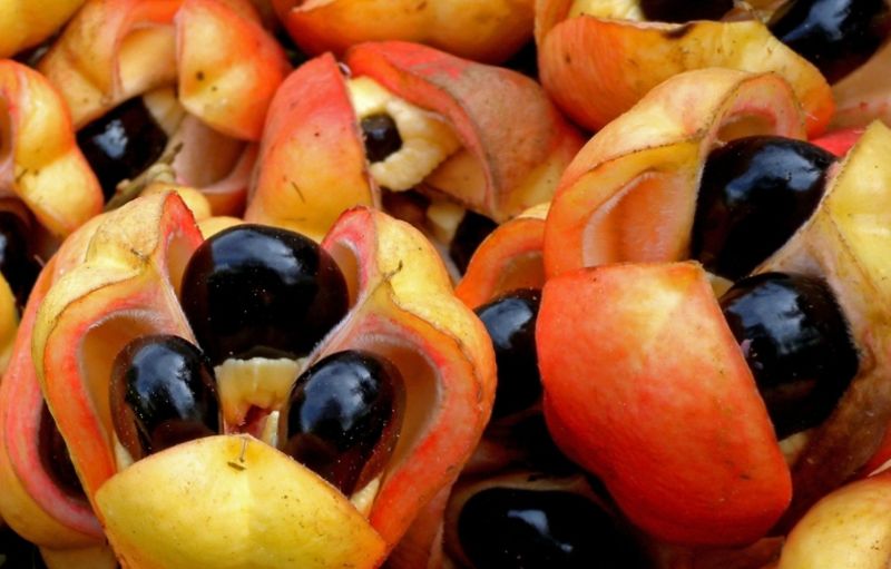 Ackee Tree