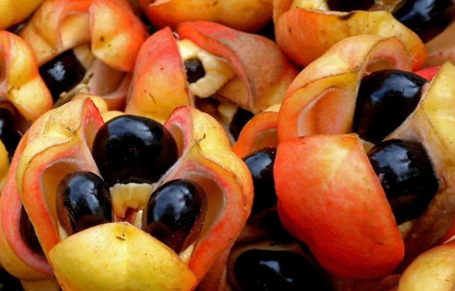 Ackee Tree