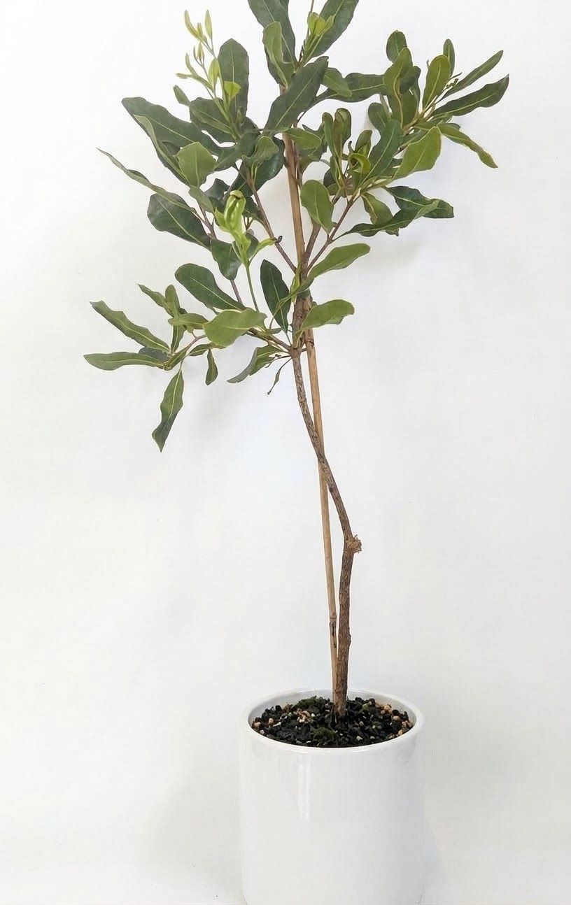 Macadamia  - A4