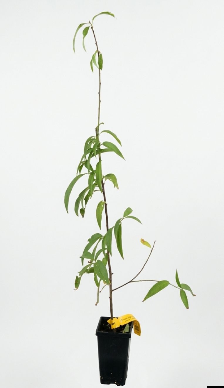 Okinawa Peach Seedling