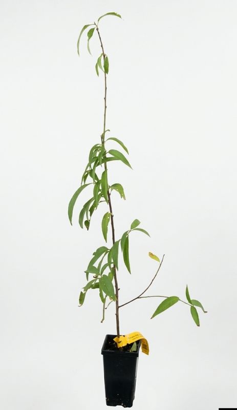 Okinawa Peach Seedling