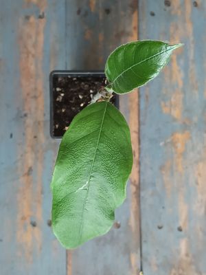 Leopard Skin Cempedak