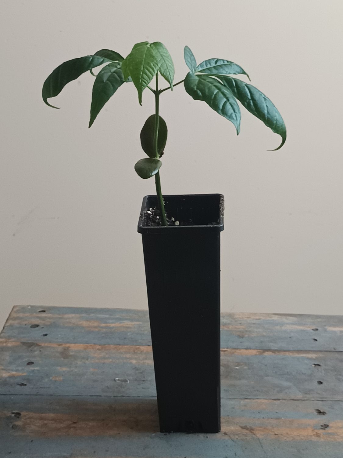 Santol, sweet version