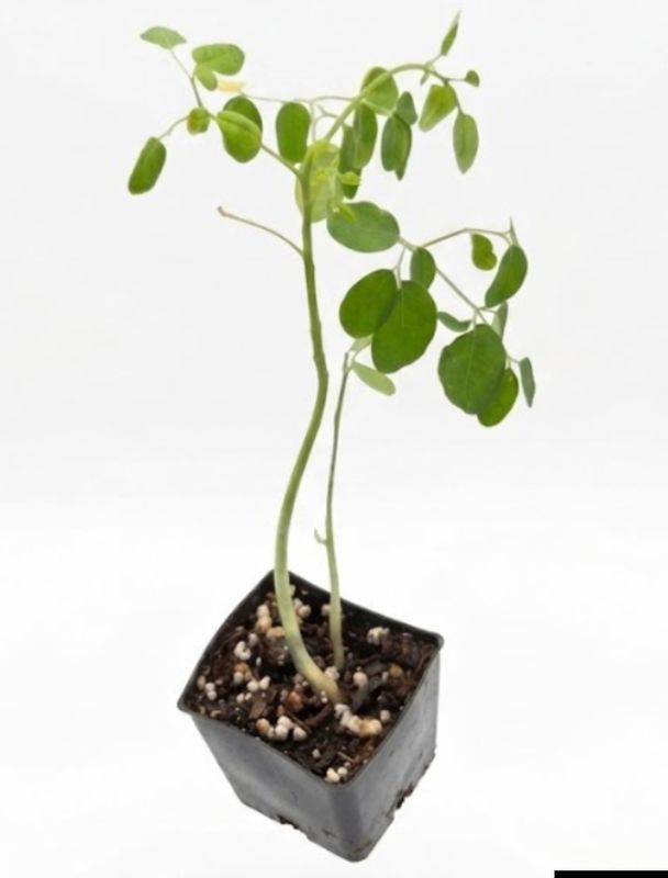 Moringa, drumstick, miracle tree