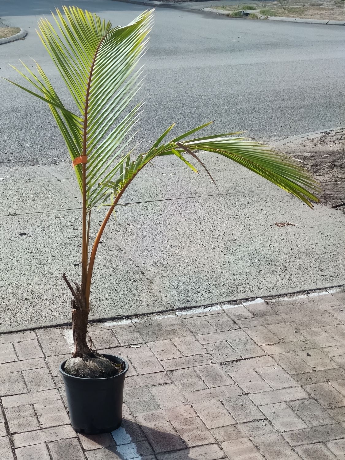 Coconut Palm tree