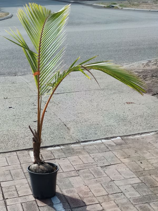 Coconut Palm tree