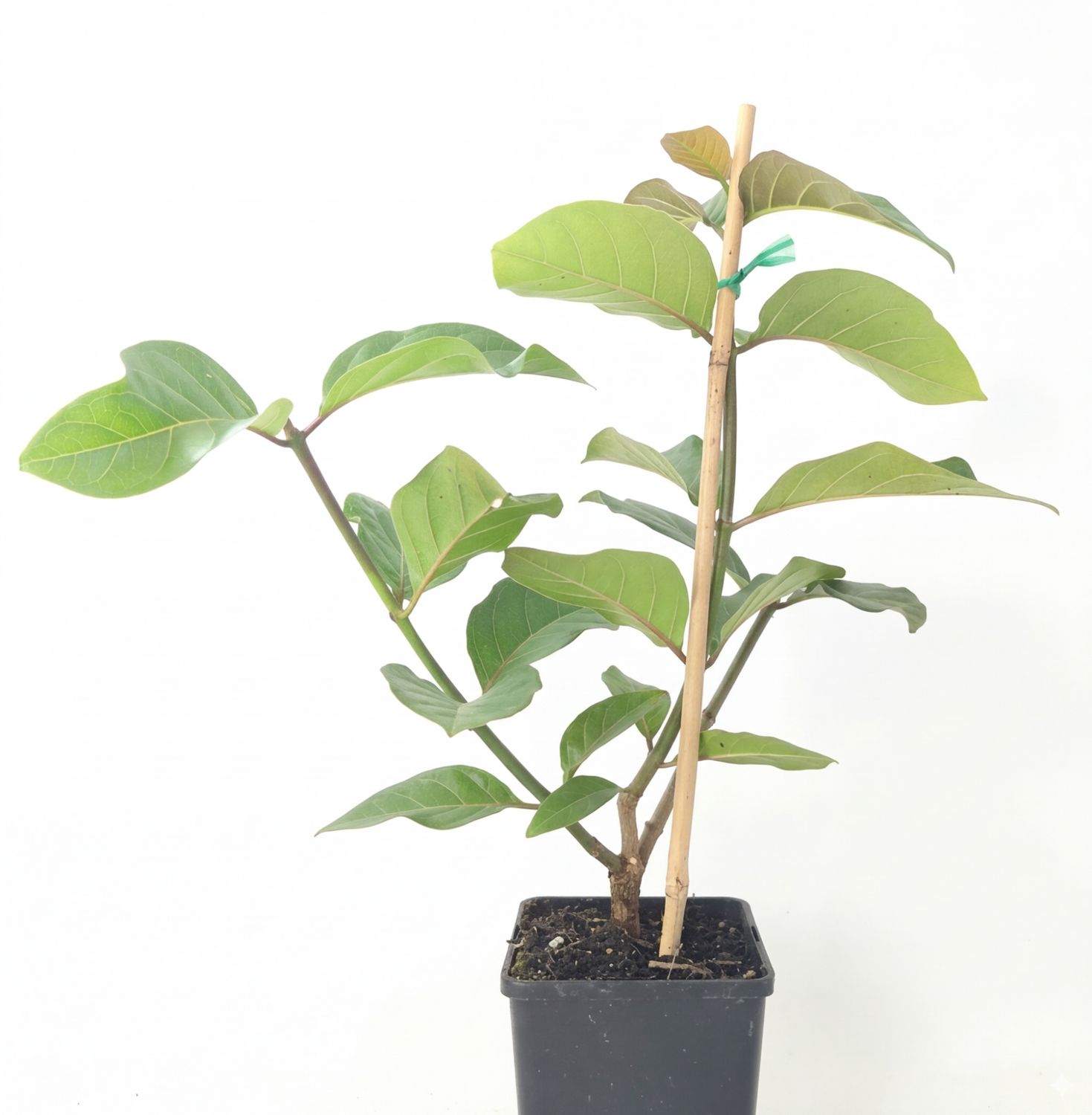 African Peach