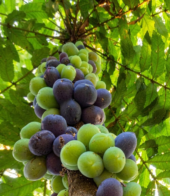 Davidson Plum NSW