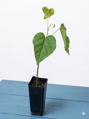 Achiote Bixa, Lipstick Tree