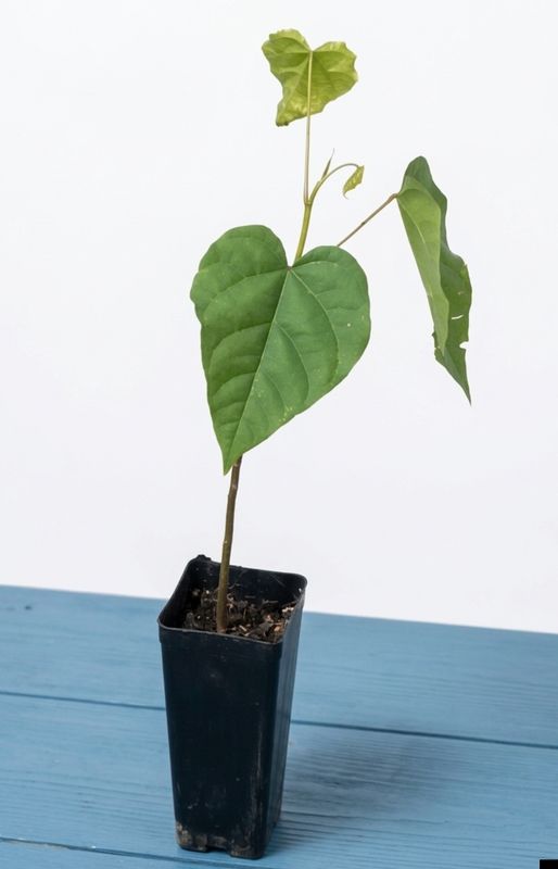 Achiote Bixa, Lipstick Tree