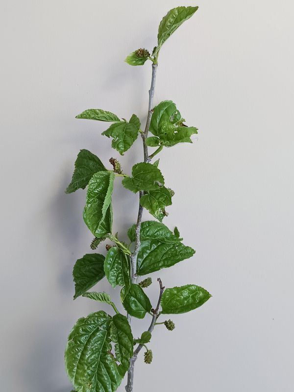 White Mulberry