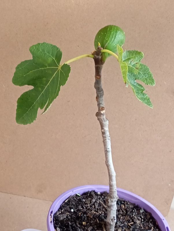 Black Madiera Fig