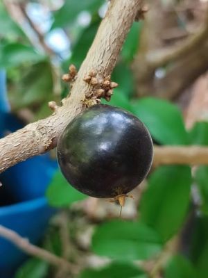 Grimal Jaboticaba