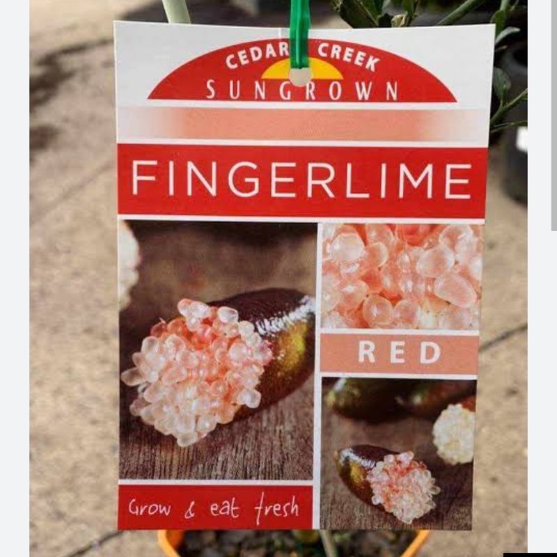 Red Fingerlime