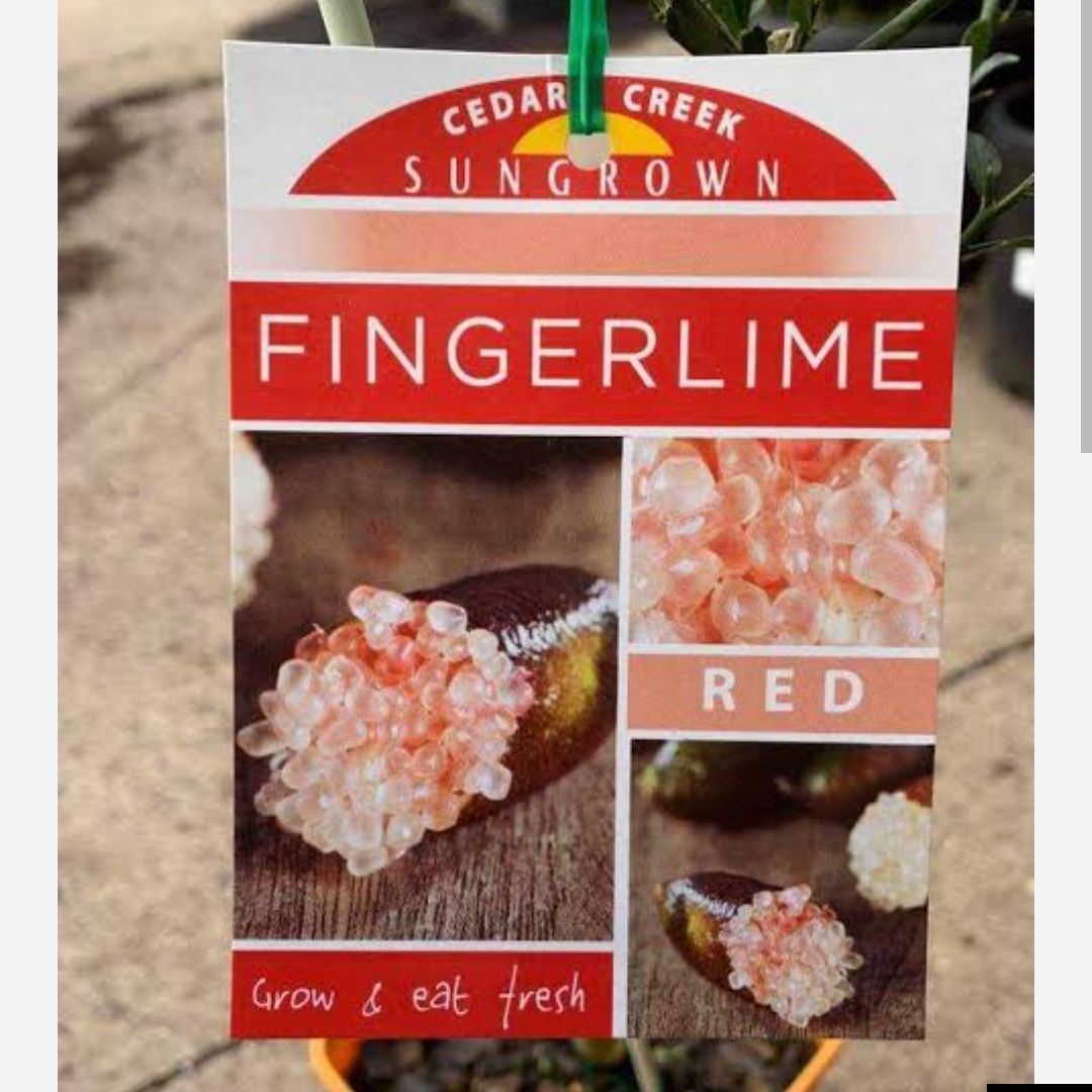 Red Fingerlime