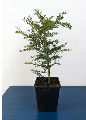 Wauchope Grafted Finger Lime