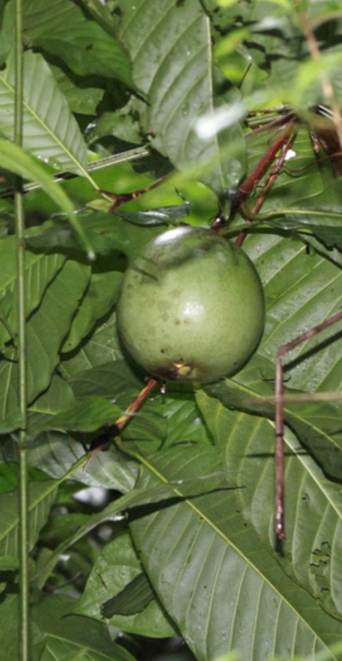 Borojo