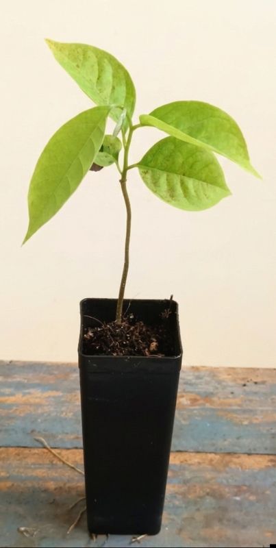 Rollinia Custard Apple