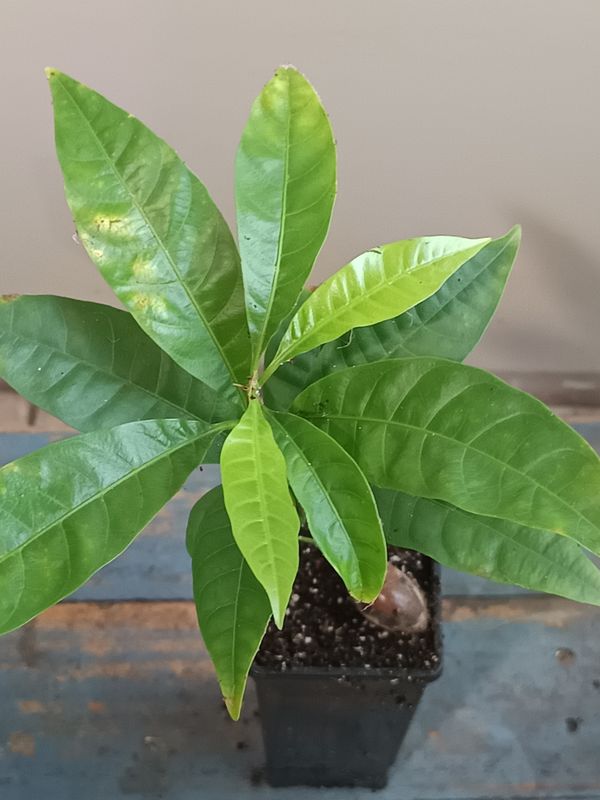 Ross Sapote