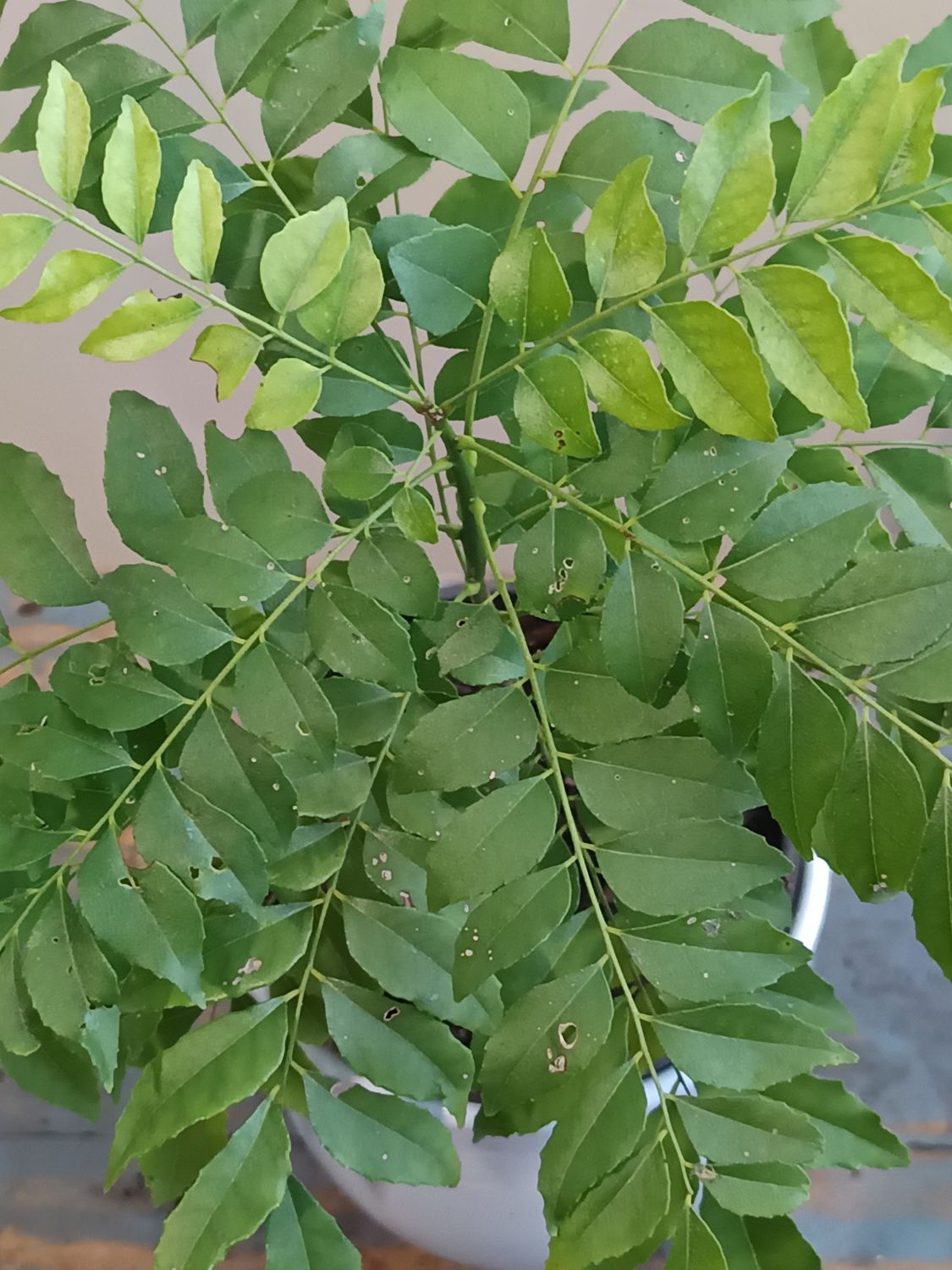 Curry Leaf