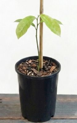 Whitman Fibreless Soursop