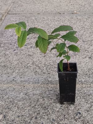 Rangoon Creeper