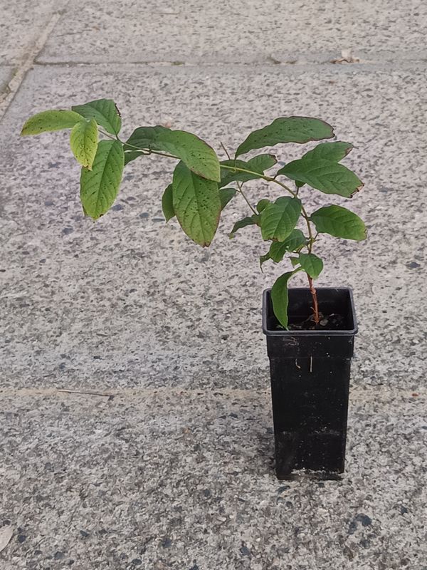 Rangoon Creeper