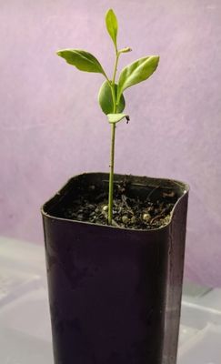 Wood Apple Seedling