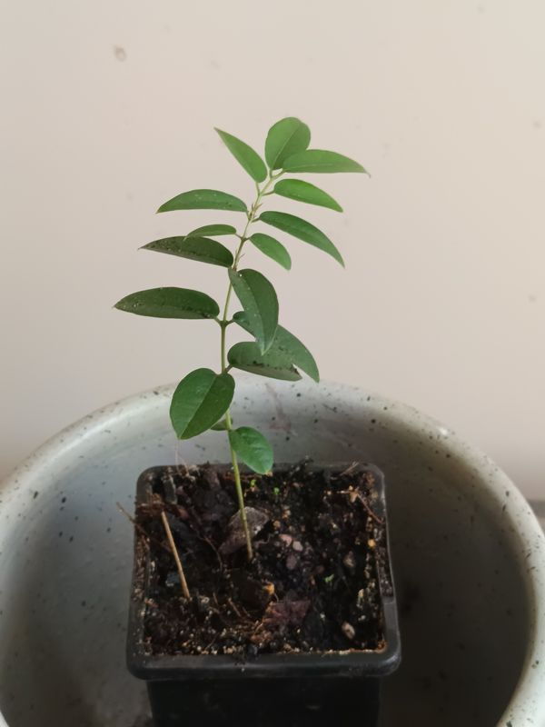 Restinga Coronata Jaboticaba (4-12 months)