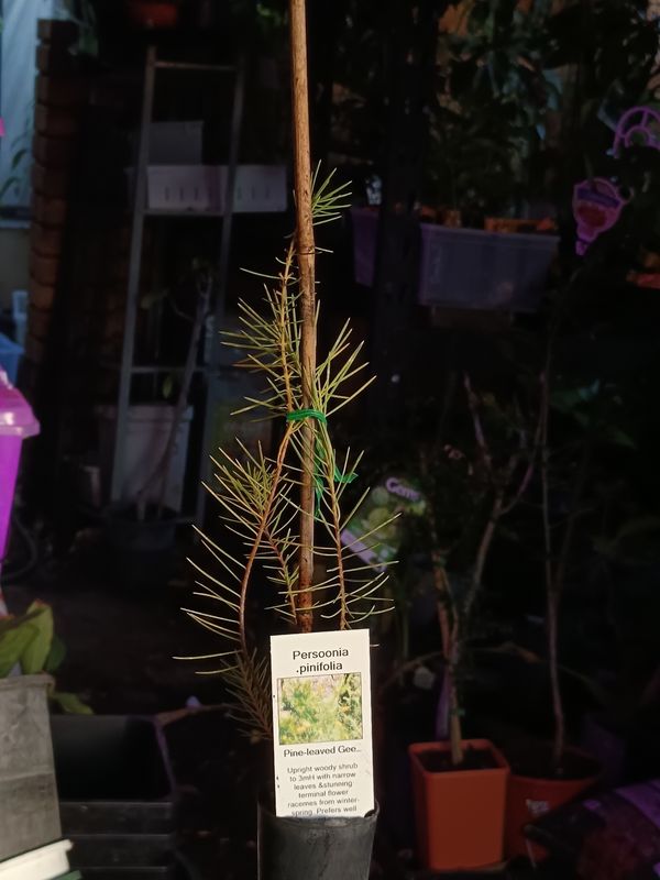 Pine-leaved Geebung, Snottygobble
