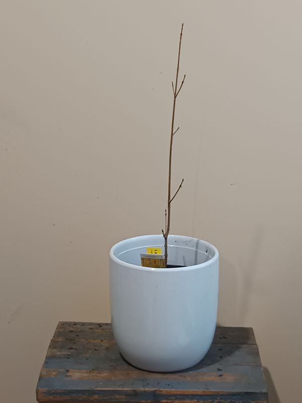 Japanese Maple tree