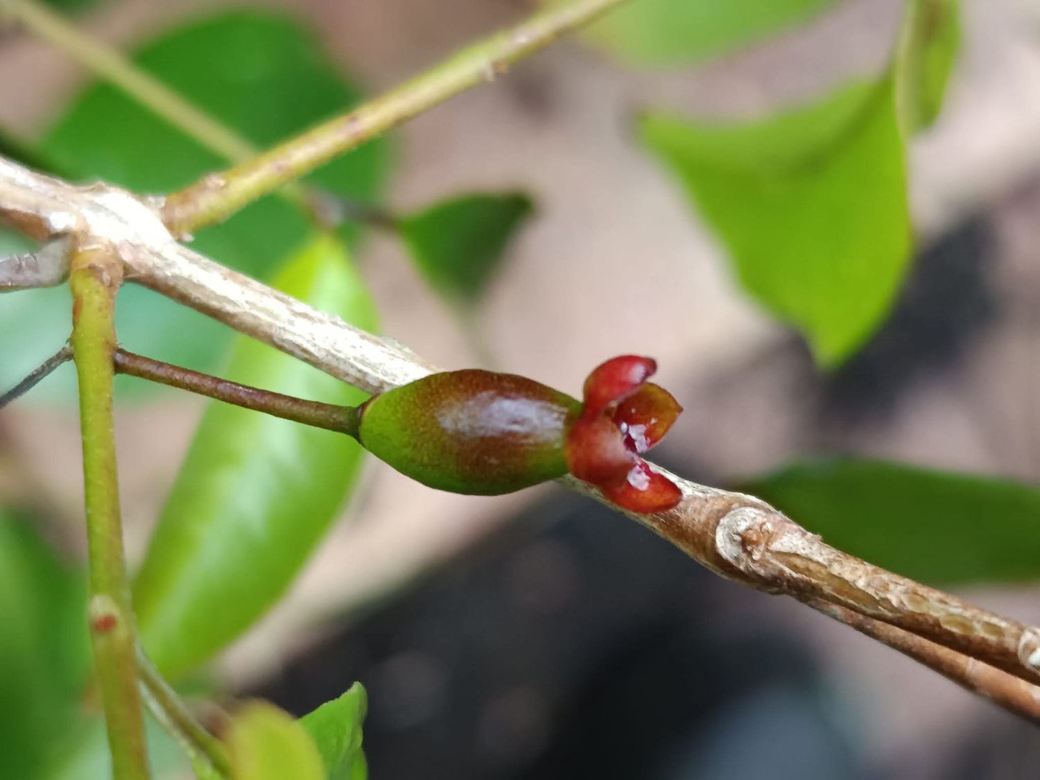 Eugenia zuccarinii