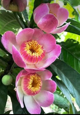 Heaven Lotus, Membrillo