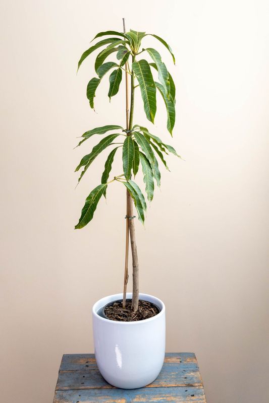 Saigon Mango 