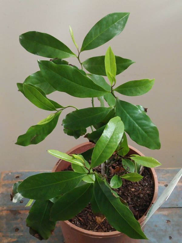 Bolwarra, Native Guava