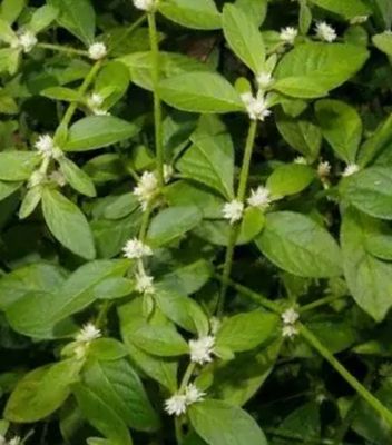 Sessile joyweed