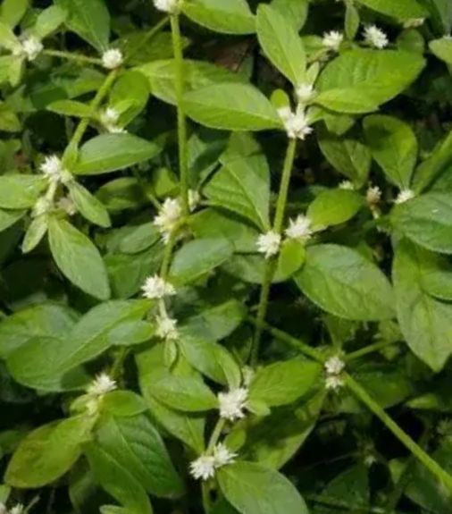 Sessile joyweed