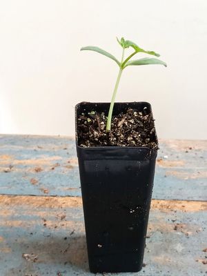 Casabanana Vine